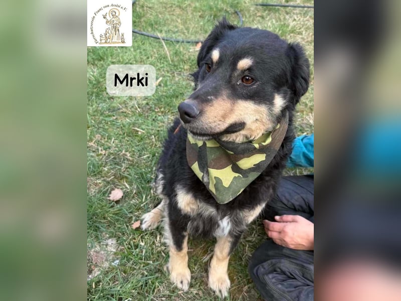 Mrki – ein sanfter Schatz mit großem Herzen!
