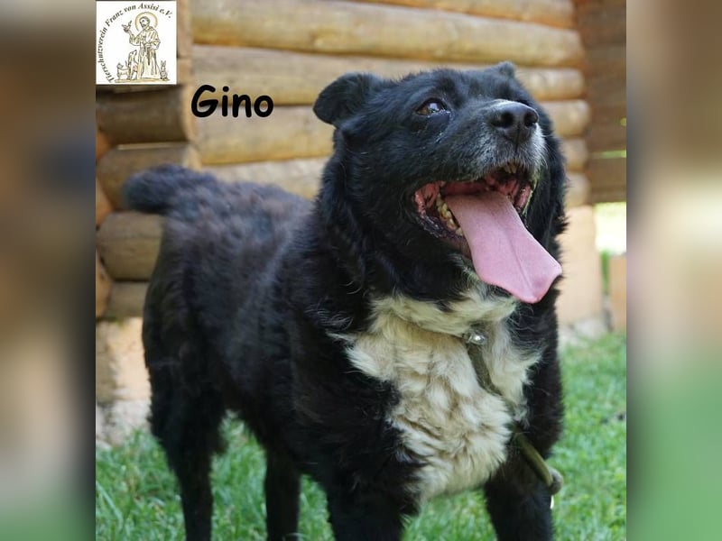 Gino – kleiner Hund, der zeigt, dass Liebe stärker ist als jede Narbe!