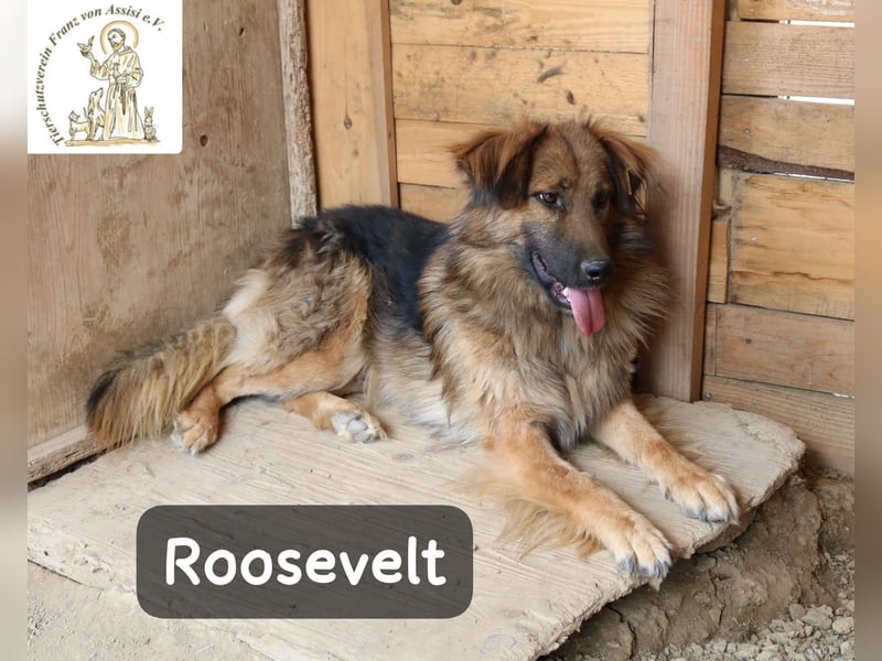 Roosevelt – ein Lächeln auf vier Pfoten!
