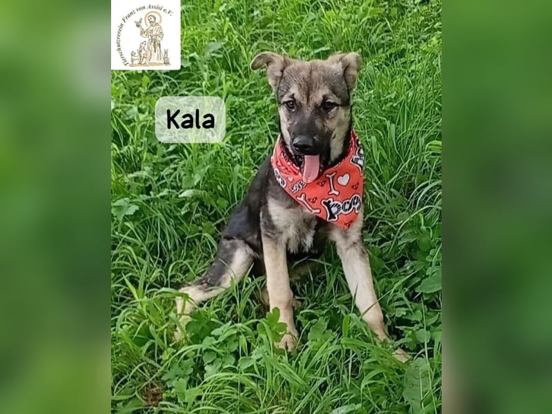 Kala – Das Leben klopft an. Wer macht die Tür auf!