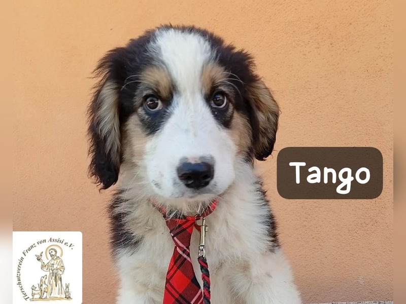 Tango – die Welt ist groß – aber ein Zuhause ist das Größte!