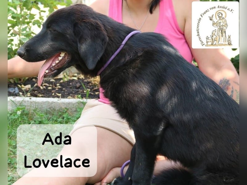 Ada Lovelace – sucht ihre Menschen für ein ganzes Hundeleben!