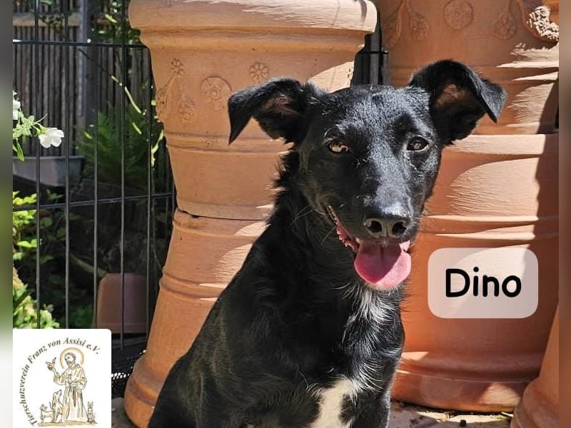 Dino – Wie wertvoll ein Leben ist!