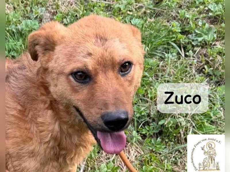 Zuco – jung, klug, charmant – und ziemlich bereit fürs Zuhause!