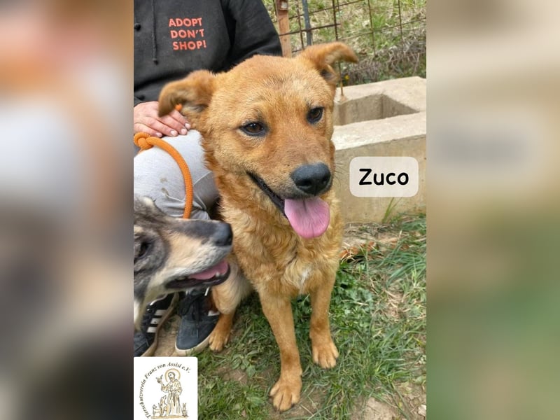 Zuco – jung, klug, charmant – und ziemlich bereit fürs Zuhause!