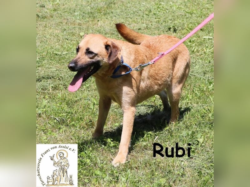 Rubi – vier Pfoten, ein Herz und jede Menge Abenteuerlust Rubi – vier Pfoten, ein Herz und jede Menge Abenteuerlust