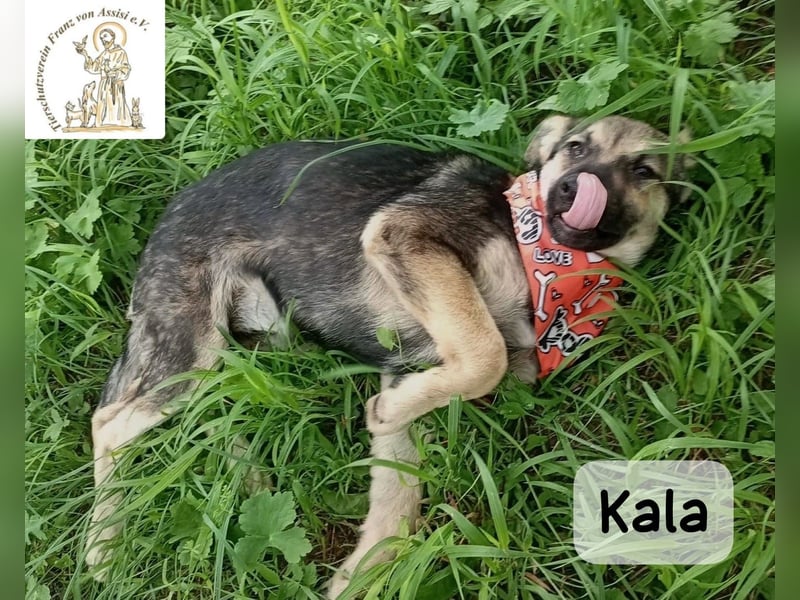 Kala – Das Leben klopft an. Wer macht die Tür auf!