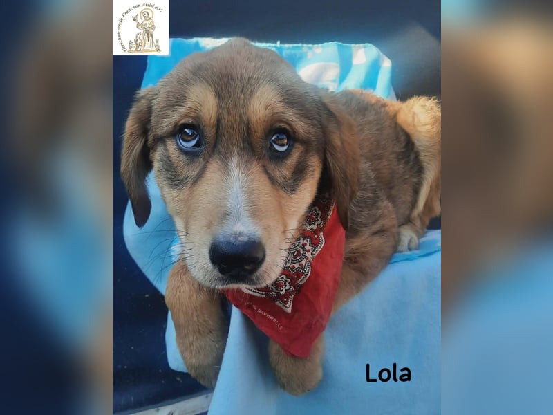 Lola – tapsig, neugierig und ganz viel Liebe!
