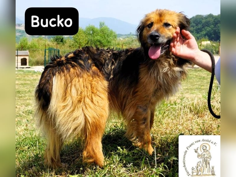 Bucko – Manche Helden tragen Fell!