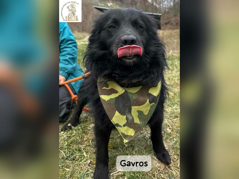 Gavros – einer, der das Leben erst noch richtig entdecken möchte!