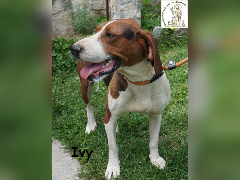Ivy – bunte Pfotenpower und eine Mission: deine beste Freundin werden!