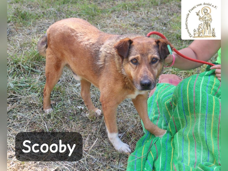 Scooby – kein Jungspund mehr, aber längst nicht fertig mit dem Leben!