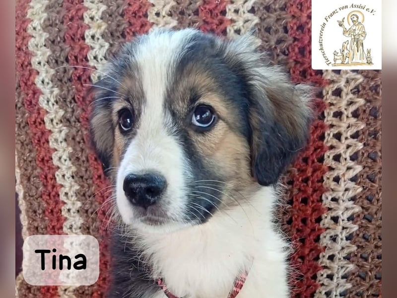 Tina – Manchmal braucht das Glück nur ein kleines Körbchen!