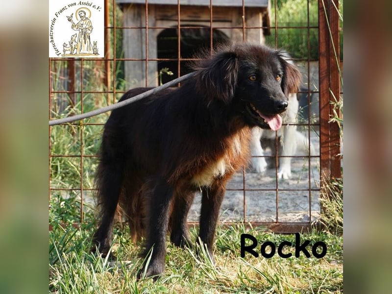Rocko – treuer Begleiter fürs Leben