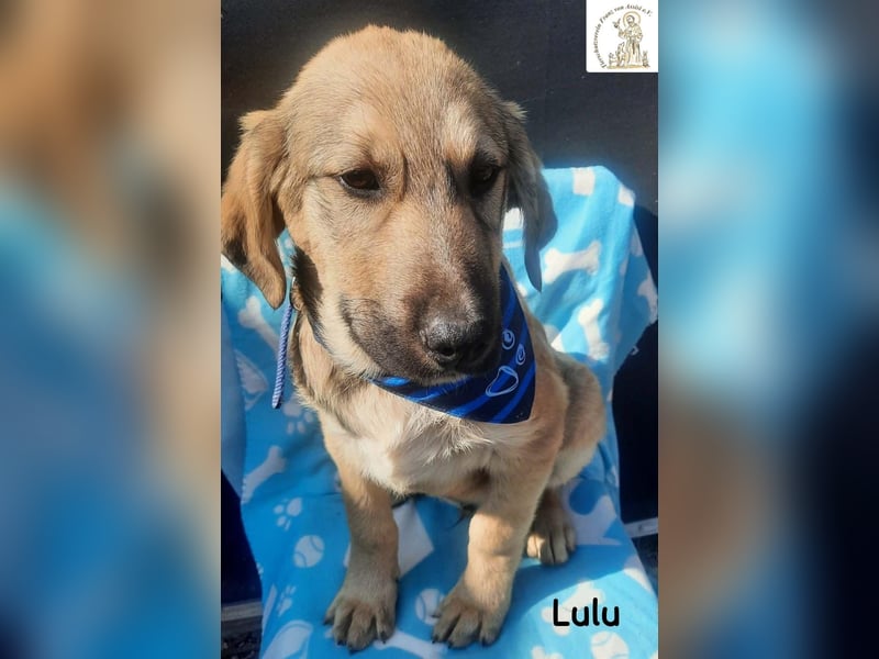 Lulu – kleiner Entdecker auf der Suche nach seinem Team!