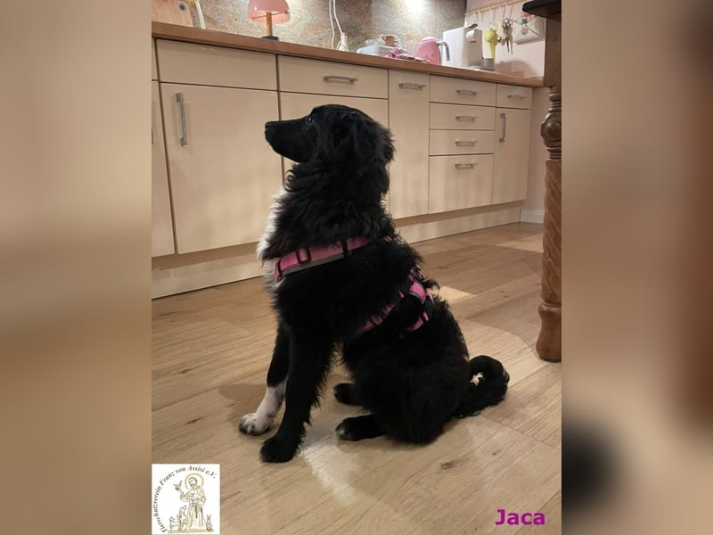 Jaca – unsere Herzensbrecherin♥️