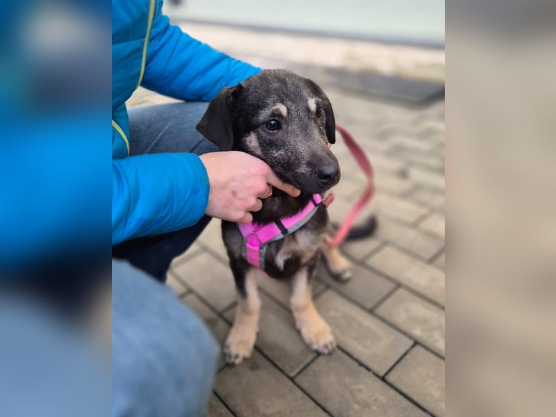 Zana – kleines Wesen mit großen Gefühlen!