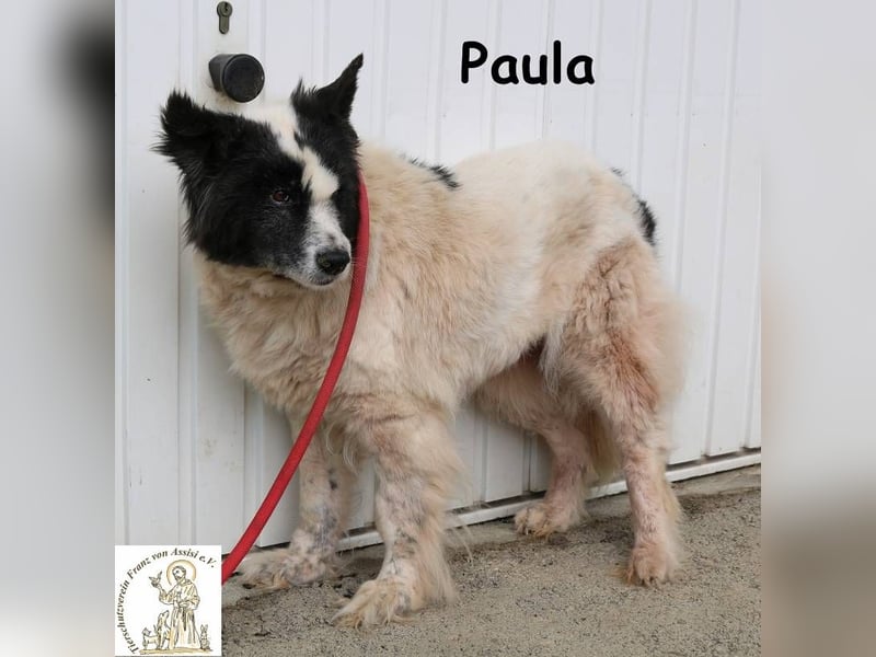 Paula – sucht ein Zuhause, damit ihre Seele heilen darf!