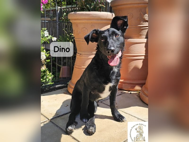 Dino – Wie wertvoll ein Leben ist!