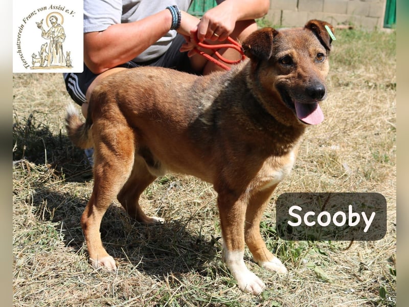 Scooby – kein Jungspund mehr, aber längst nicht fertig mit dem Leben!