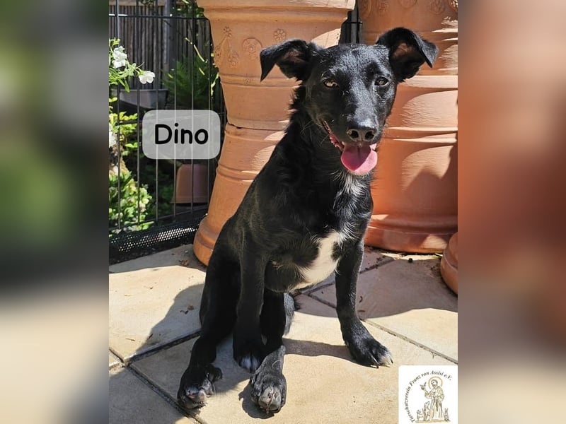 Dino – Wie wertvoll ein Leben ist!