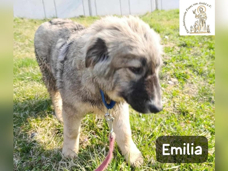 Emilia sucht das Kapitel, das „Zuhause“ heißt!