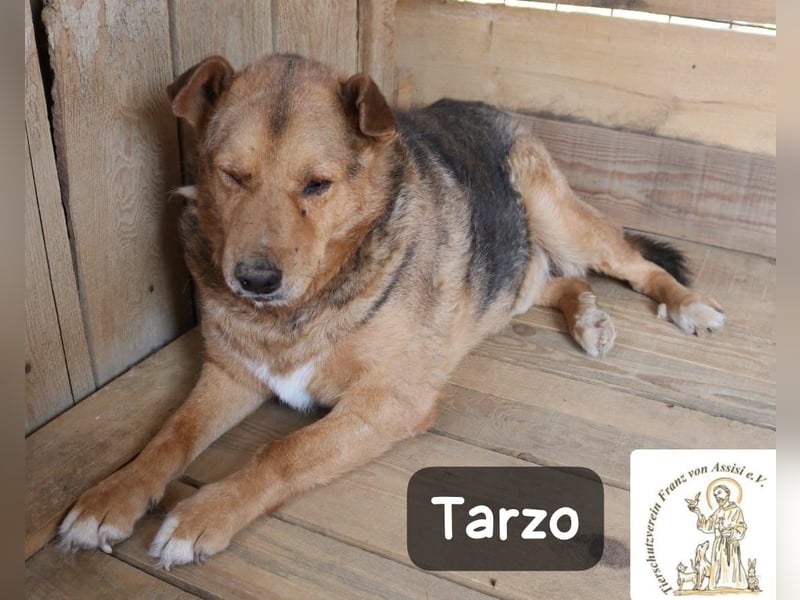Tarzo – ein Herz voller Jahre, das Ruhe verdient!
