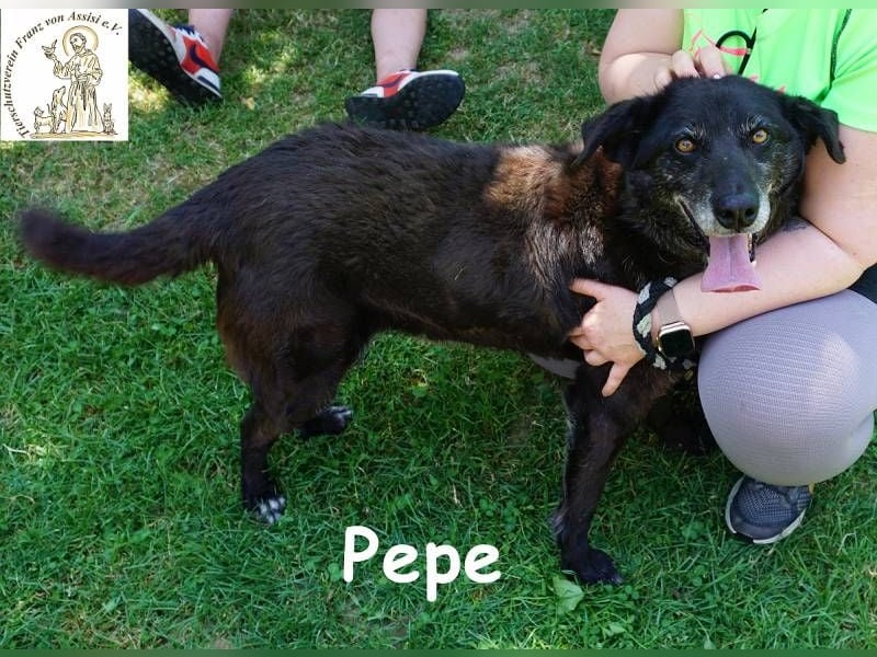 Pepe – Ein Seelentröster, ein Begleiter der nichts verlangt und alles gibt!