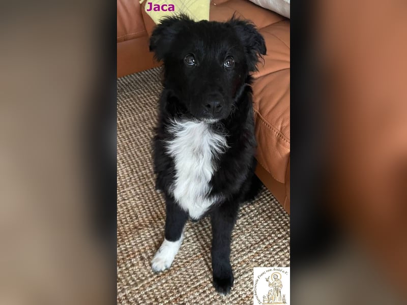Jaca – unsere Herzensbrecherin♥️