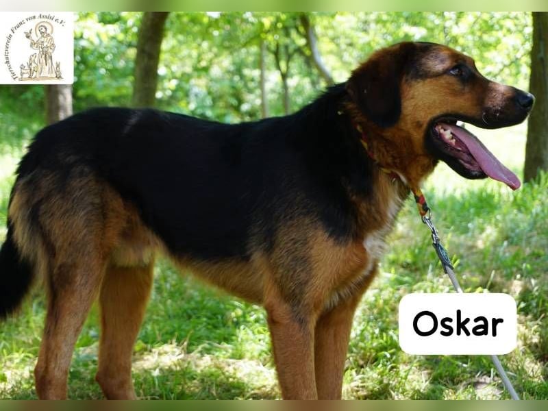 Oskar – Für besondere Menschen, die besondere Hunde verstehen!
