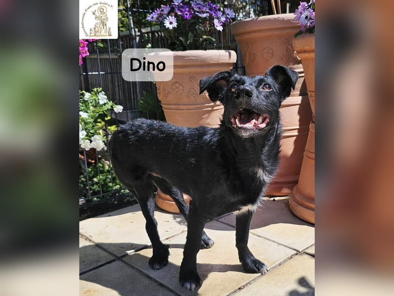 Dino – Wie wertvoll ein Leben ist!