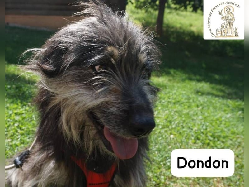 Dondon – ein Hund, der nicht laut sein muss, um besonders zu sein!