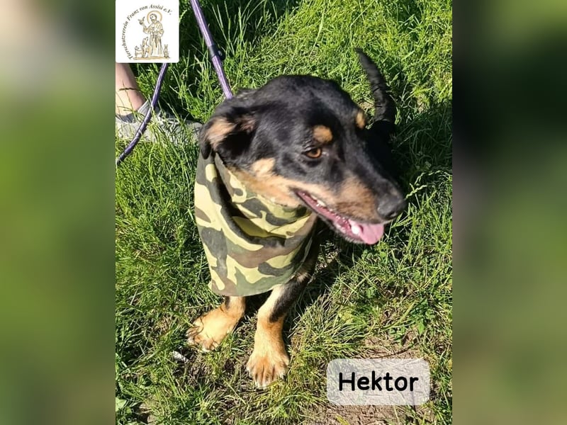 Hektor – mittendrin statt brav daneben!