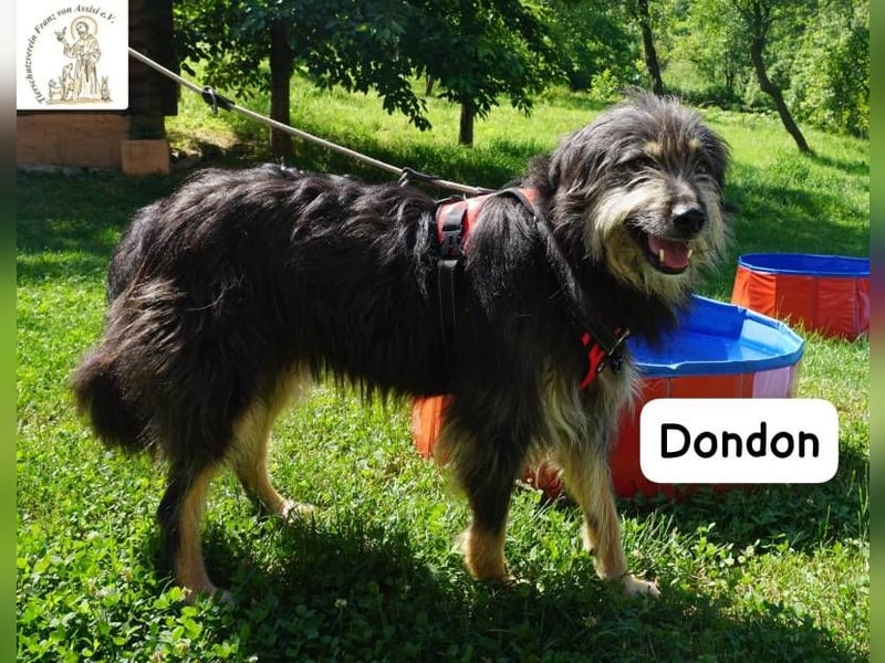 Dondon – ein Hund, der nicht laut sein muss, um besonders zu sein!