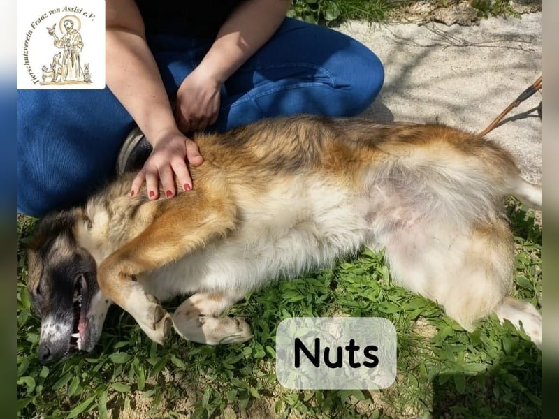 Nuts – manche Seelen tragen ihren Zauber ganz leise!