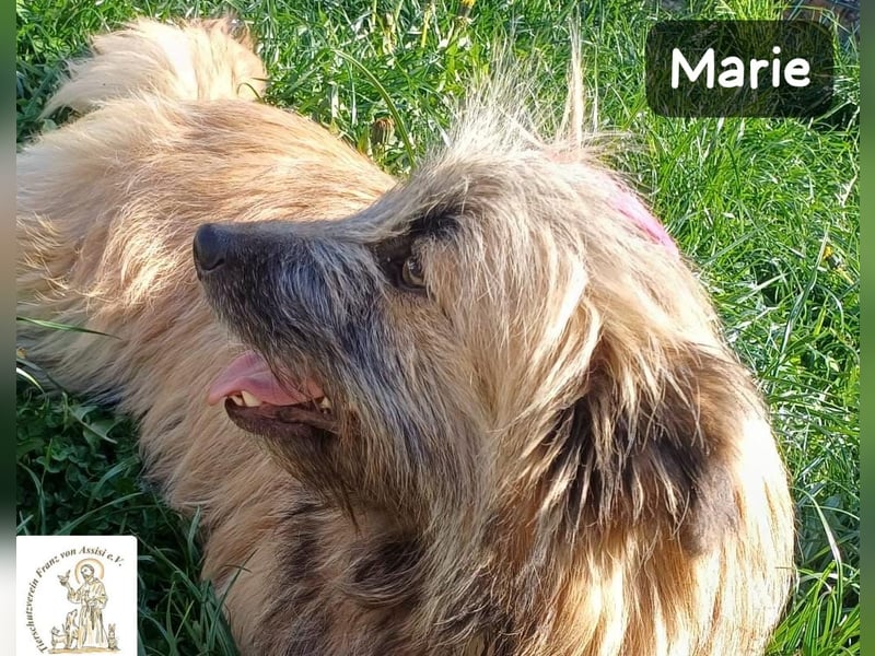 Marie – zu süß für diese Welt, aber kein bisschen aus Zucker!