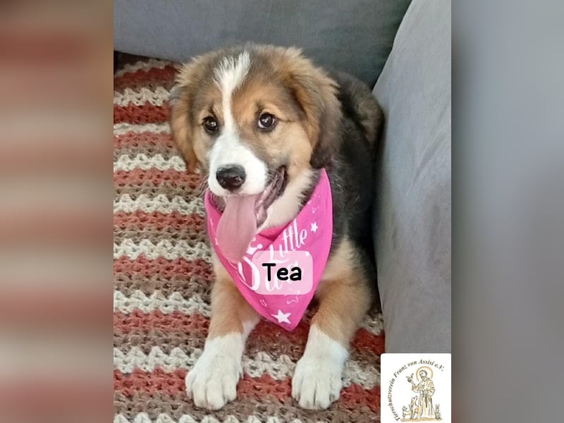 Tea – zu jung, um die Welt allein zu erobern!