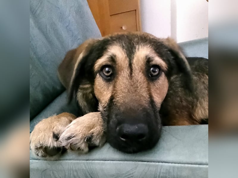 Simon – Jungspund sucht seine Familie