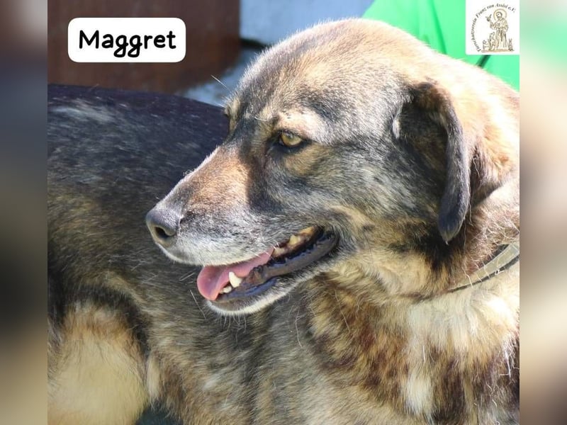 Maggret – ruhig, feinfühlig, zauberhaft und ein bisschen Magie auf vier Pfoten!