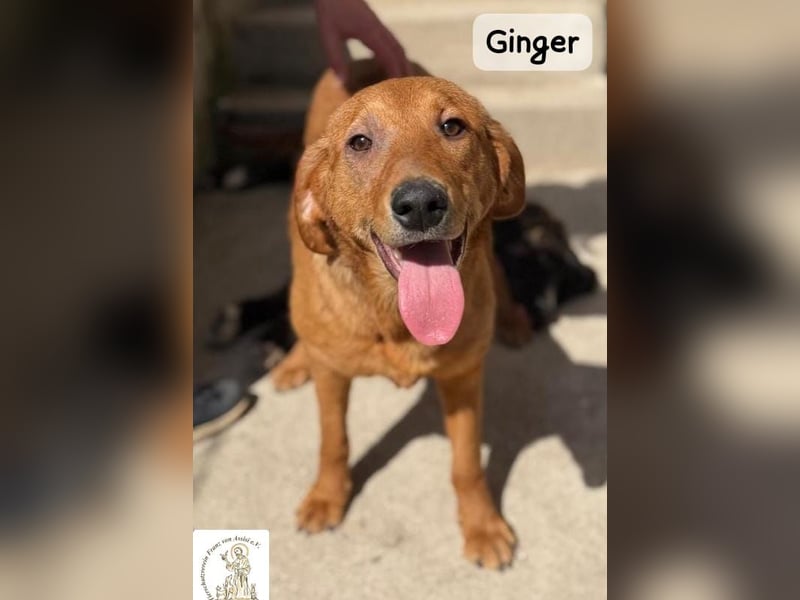 Ginger – wenn aus einem Funken ein kleines Feuerwerk wird!
