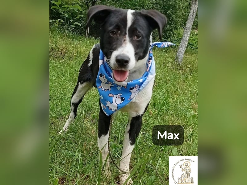 Max – seine zweite Chance auf ein wundervolles Leben!