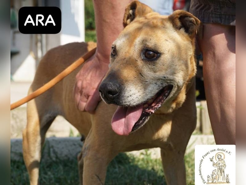 Ara – Narben vom Leben, doch ihre Seele blieb rein!