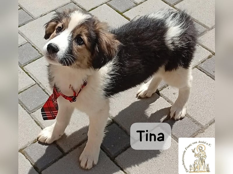 Tina – Manchmal braucht das Glück nur ein kleines Körbchen!
