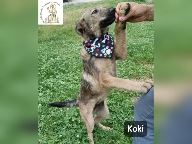 Koki – Wer Abenteuer sucht, sollte jetzt weiterlesen!