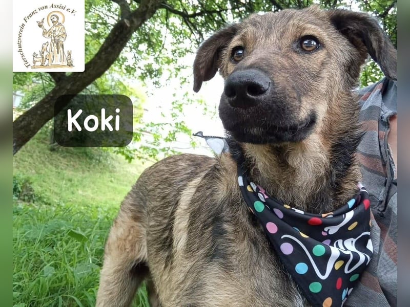 Koki – Wer Abenteuer sucht, sollte jetzt weiterlesen!