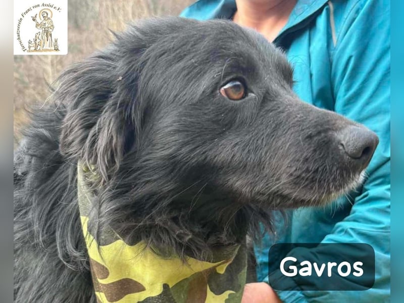 Gavros – einer, der das Leben erst noch richtig entdecken möchte!