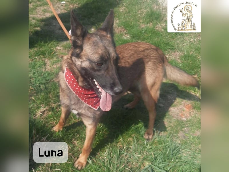 Luna – Köpfchen, Power und definitiv Pfeffer im Hintern!