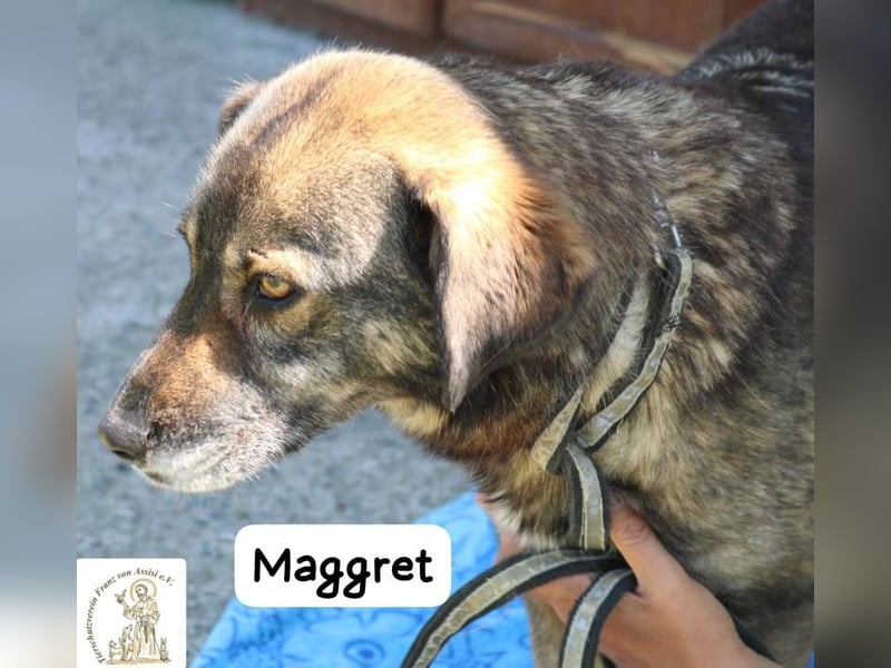 Maggret – ruhig, feinfühlig, zauberhaft und ein bisschen Magie auf vier Pfoten!