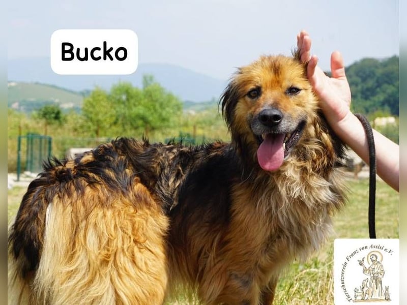 Bucko – Manche Helden tragen Fell!