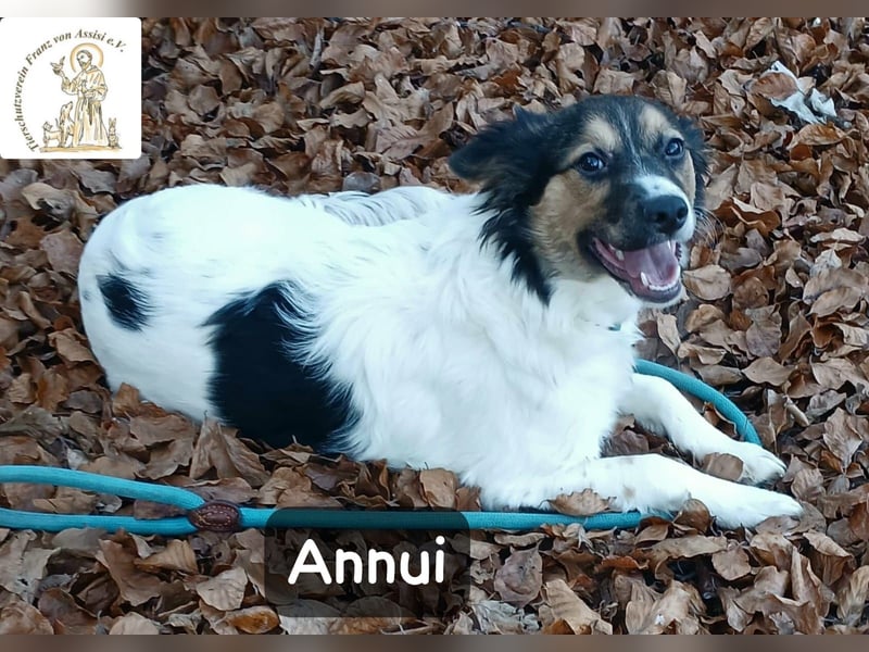 Annui – einmal gesehen, für immer im Kopf!